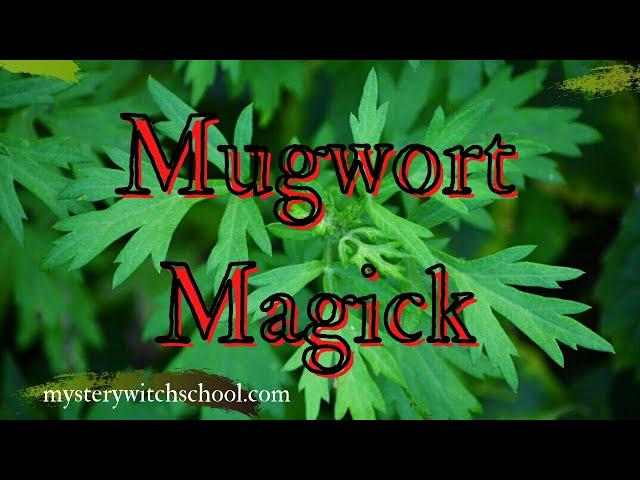 The Magic of Mugwort - Mystery Witch School