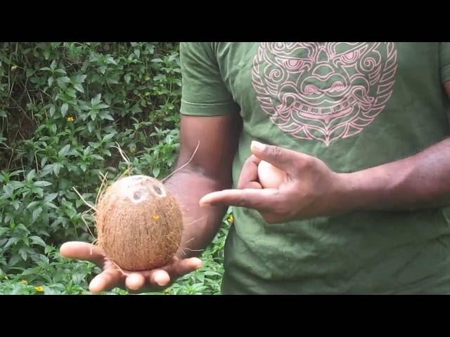 water divining using egg and coconut