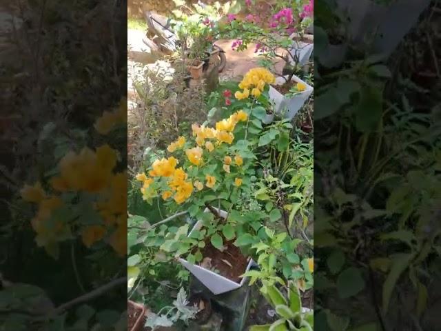 flower plant and pot
