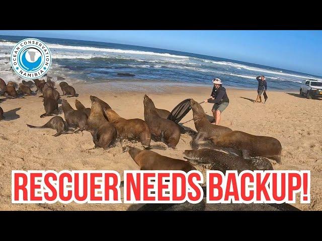 Teamwork Saves Seal Bull Trapped in Red Rope
