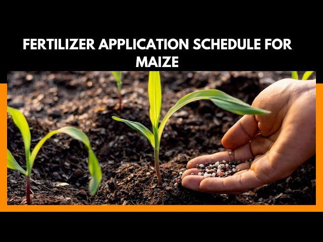 The best maize planting fertilizer in Kenya and how to apply for bumper harvest