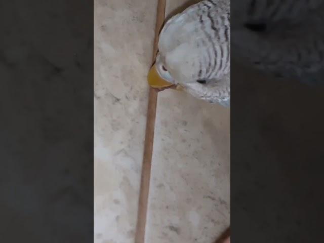 Главное в жизни это семья - Попугай чех Тоша