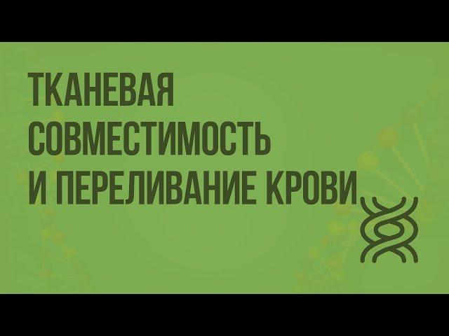 Тканевая совместимость и переливание крови. Видеоурок по биологии 8 класс