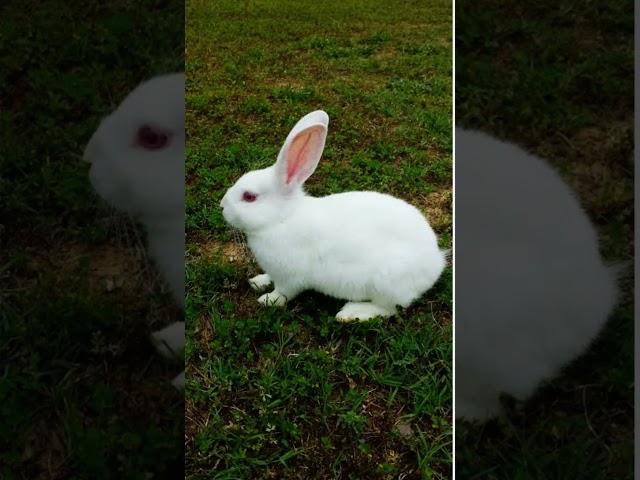 rabbit eating grass. baby cute rabbits.#song .2khtole#masoom sharma #shorts. #viralvideo