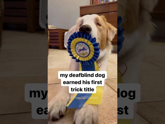Aston earned his AKC Novice Trick Dog title in August 2022. #DeafBlindDog #TrickDog #Throwback