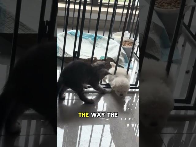 When the puppy got stuck, the kitten came to the rescue!... #shorts #youtubeshorts #cat