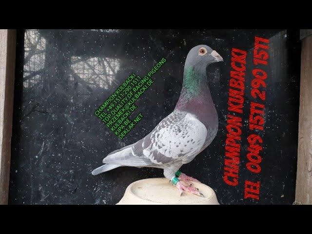 4) BEST OF GERMANY | HIGH QUALITY RACING PIGEONS OF CHAMPION KULBACKI |  RACING PIGEONS CENTER