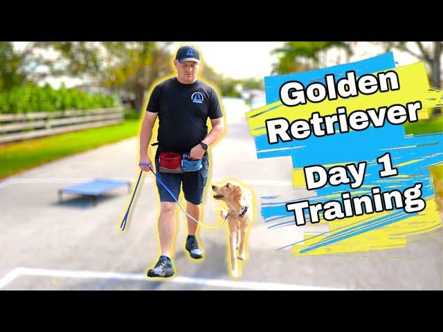 Golden Retriever Puppy Training Day 1