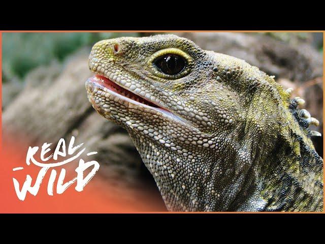 Tuatara: The Ancient Reptile That Outlived The Dinosaurs | Modern Dinosaur | Real Wild