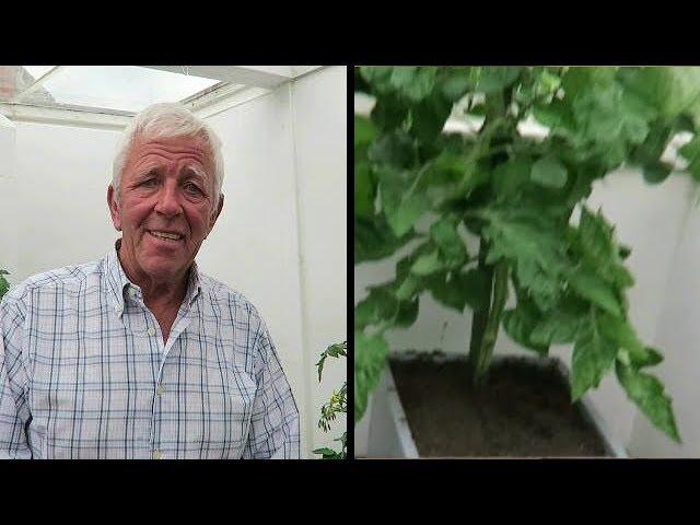 Trimming And Topping Tomatoes