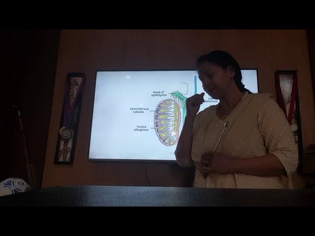 Anatomy of Testes