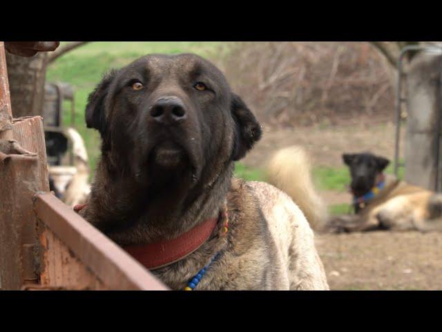 KARAKAFA DEV ÇOBAN KÖPEKLERİ / KARA KIRÇIL KANGAL MELEZLERİ / TÜRKİYE'NİN GİZLİ HAZİNELERİ KÖPEKLER