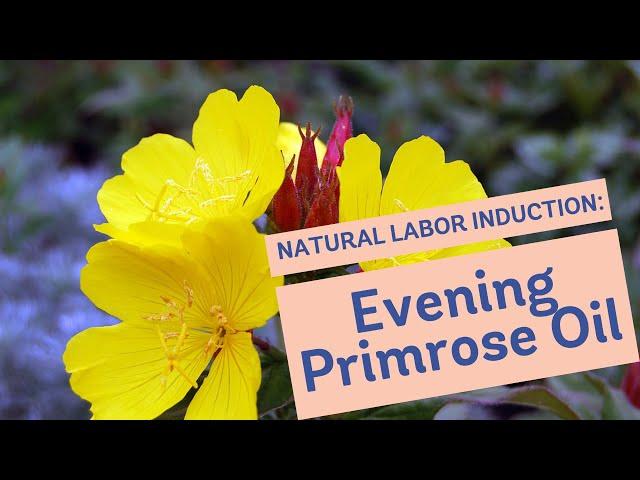 Natural Labor Induction Series: Evidence on Evening Primrose Oil
