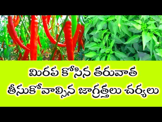 #మిరప కోత తరువాత "తీసుకోవాల్సిన" జాగ్రత్తలు ||  #mirapa pantalo kotha anantharam thisukune charyalu