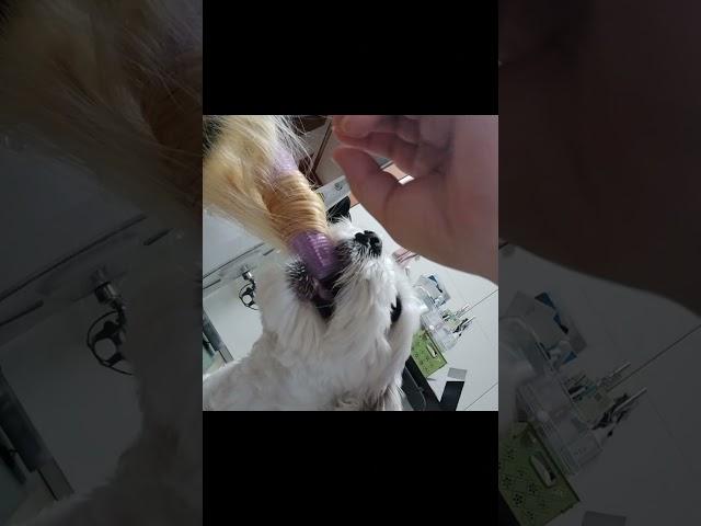 막돼먹은 똘이씨️ 기싸움 #cute #말티즈 #강아지 #dogshorts #pets #puppy #funnydog #좋아요