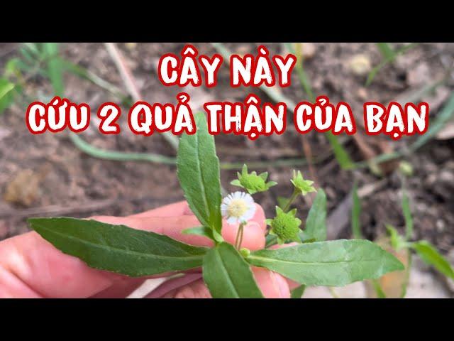 Cây này cứu 2 quả Thận của Bạn. PHAN HẢI Channel