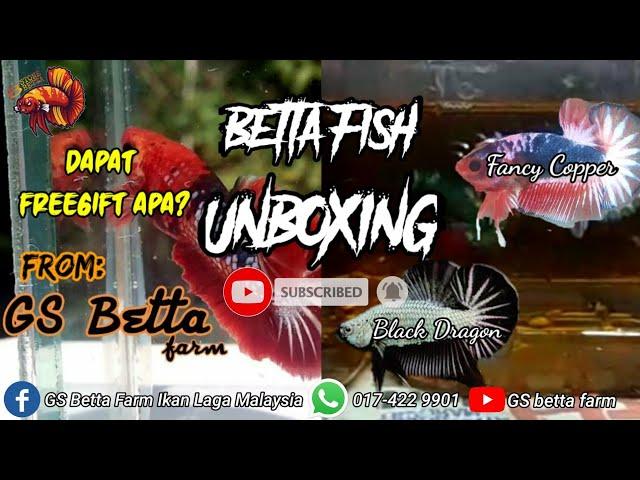 UNBOXING BETTA!!! From GS BETTA FARM  | BLACK DRAGON PAIR & FANCY COOPER PAIR