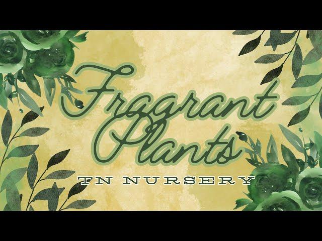 TN Nursery Fragrant Plants -: Where Fragrance Blooms