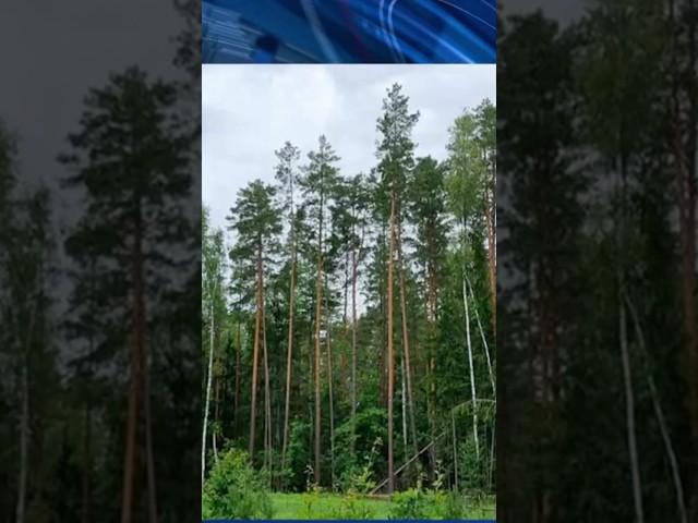 НА РЕЧИЦКОМ РАЙОНЕ НЕЗАКОННО ВЫРУБАЛИ ДЕРЕВЬЯ #гомель #новости #беларусь