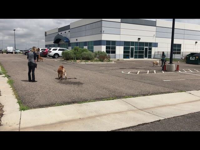 Three Leash Aggressive Dogs Recalling Away from Each Other