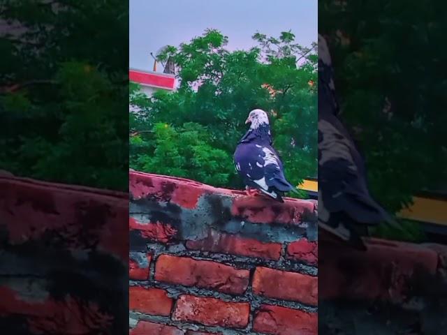 #pigeon lover............. @OsafKhansPigeons @pigeonmasti @BDPigeonsLover