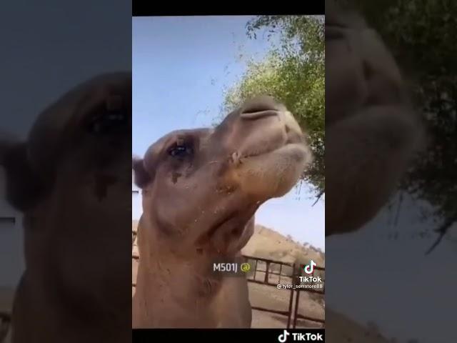 Camel coughs up it’s heart