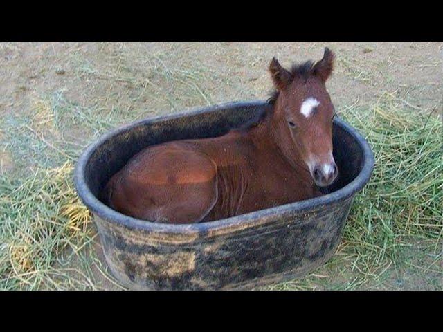 The Best Funny Horse Video, It's Hard Not to LAUGH!