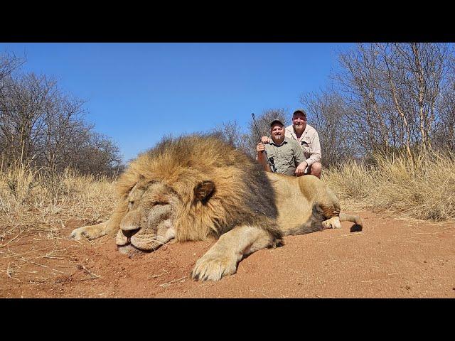 Big male lion with Carlo Eneglebrecht safaris! #Lion #375 #big5safari #hunting #southafrica