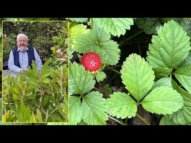 DUCHESNEA, COUVRE-SOL SOSIE DU FRAISIER, FLEURS JAUNES ET FRUITS ROUGES Le Quotidien du Jardin N°415