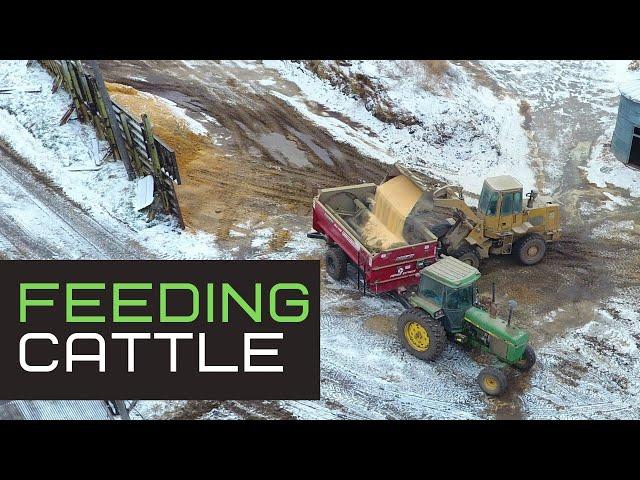 How to Feed 1,000 Head of Cattle