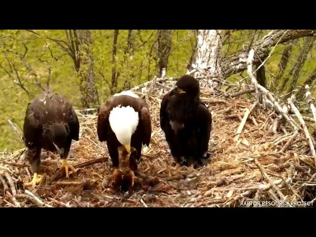 Aguila calva, RIP valientes halcones (imágenes muy duras)