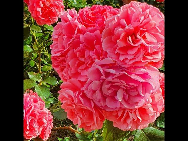 EDROSES/Роза  Розаріум Ютерсен, (Rosarium Uetersen ) ,  Kordes , 1977 .Наші троянди у Києві.
