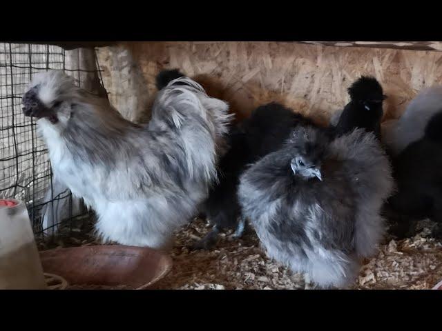 Китайские Шёлковые куры. Павловские куры. Новости из курятник.