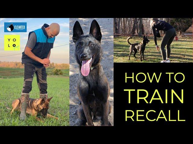 HOW TO TRAIN RECALL | ELEVATED CANINE ACADEMY | YOLO PUP