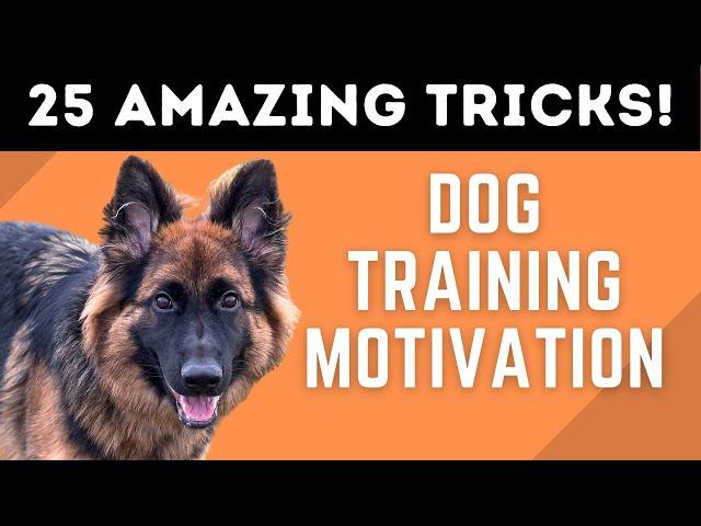 The POWER of Positive Dog Training! (25 AMAZING DOG TRICKS!)