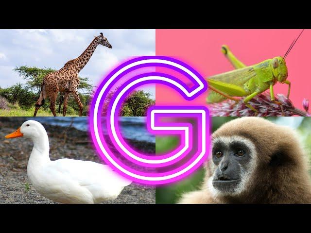 Amazing Animals You Never Knew Started with G