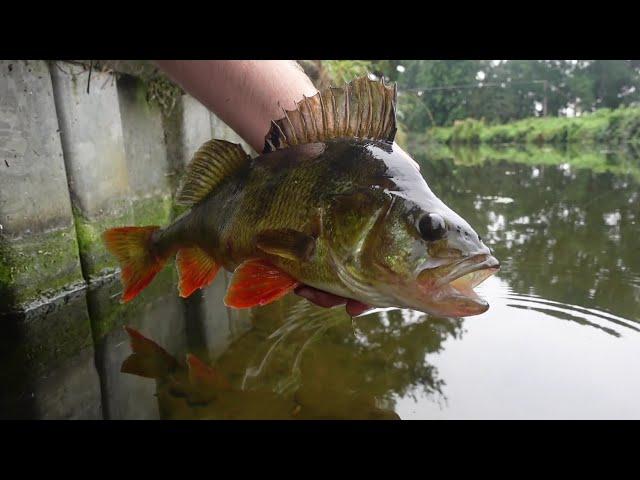 Sight Fishing Big Perch In Crystal Clear Canal