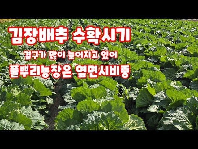 김장배추 결구가 늦어지고 있습니다 해결책 찾아보기 [배추재배방법]