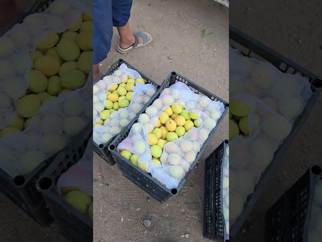 Баткен сезон Абрикос