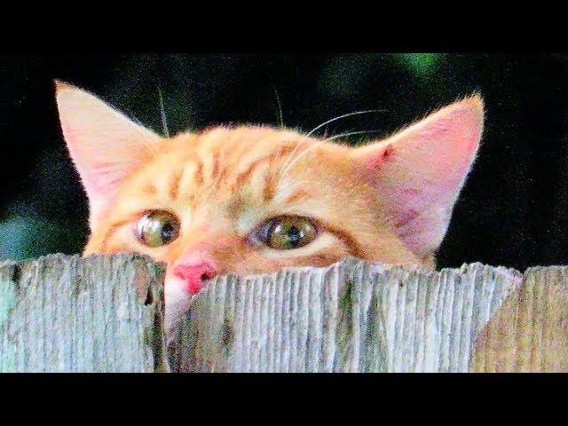 When This Abandoned Stray Cat Finally Reveals Himself He's Gorgeous