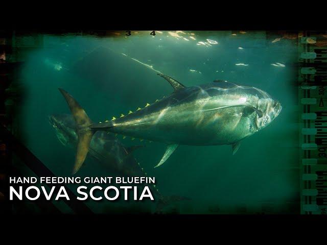 Hand Feeding 1000lb Giant Bluefin Tuna - Nova Scotia, Canada.