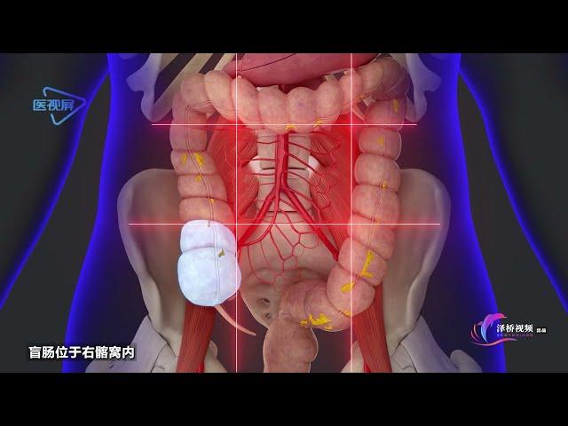 【Viscera】cecum and appendix  【内脏学】盲肠和阑尾