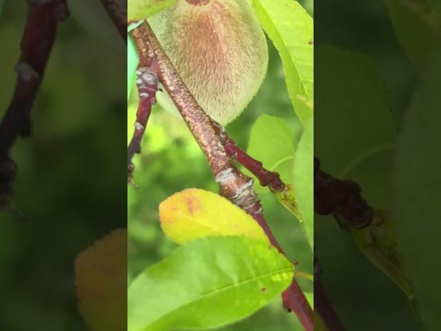 Peach bud day 164