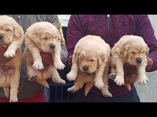 GOLDEN RETRIEVER TOP QUALITY | WOW_KENNEL_INDIA