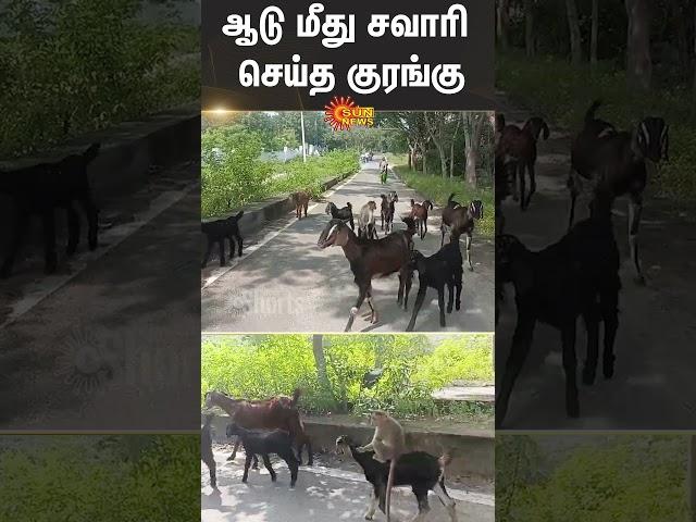 Viral Monkey Video | Goat | Krishnagiri | Sun News