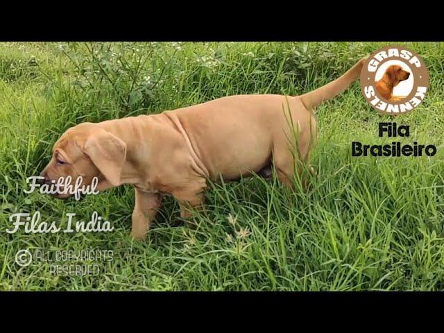 Fila Brasileiro Puppy - Faithful Filas India