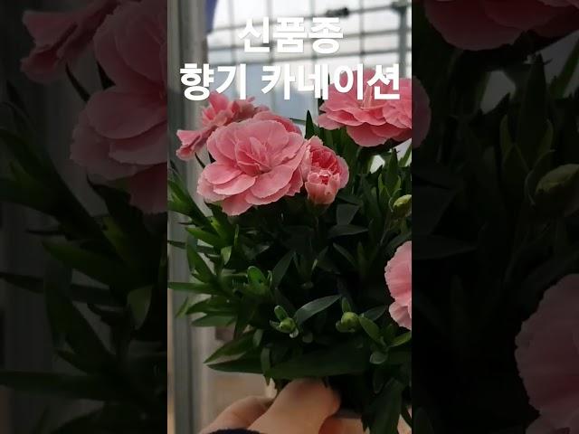 헬로우가든마켓 향기카네이션