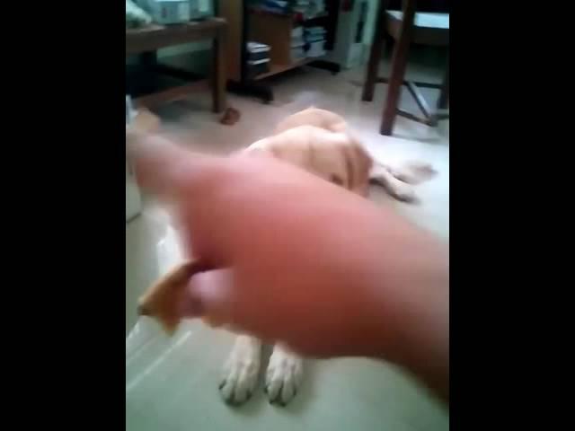 1 year old golden retriever does his first play dead!