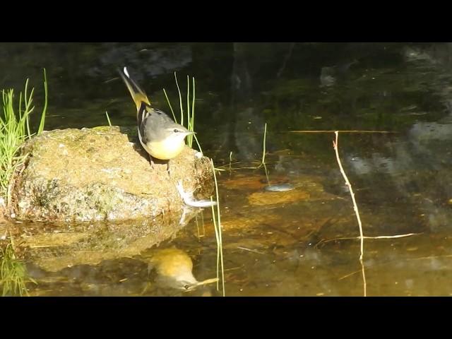 Grey Wigtail (Motacilla cinerea) in the Imperial Fora (Rome)