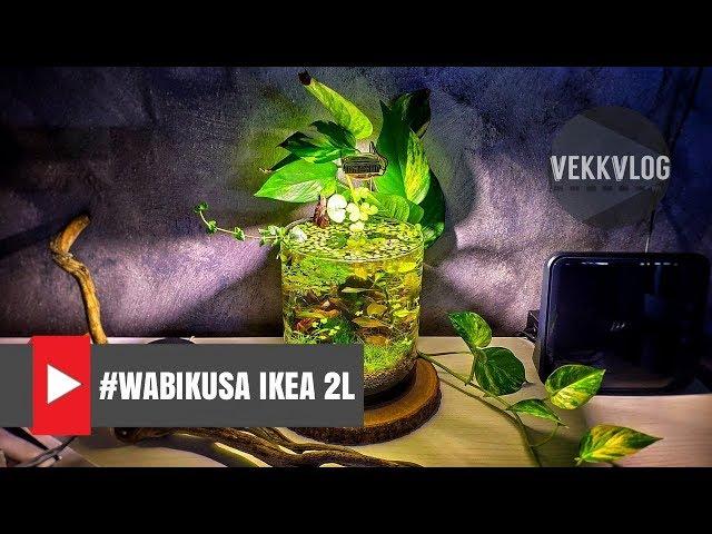 Wabikusa - Without Filter - Nano Aquarium IKEA for Caridine - 4 months